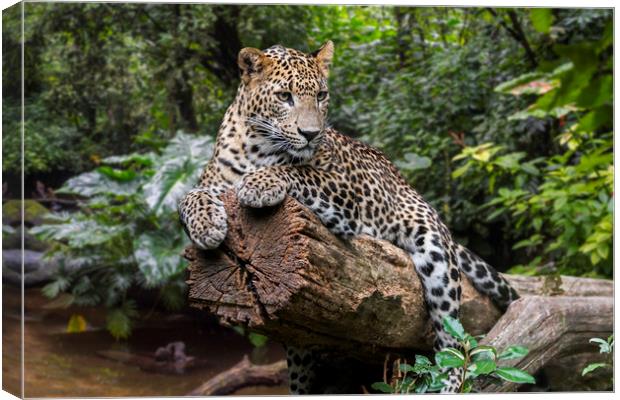 Leopard in the Jungle Canvas Print by Arterra 