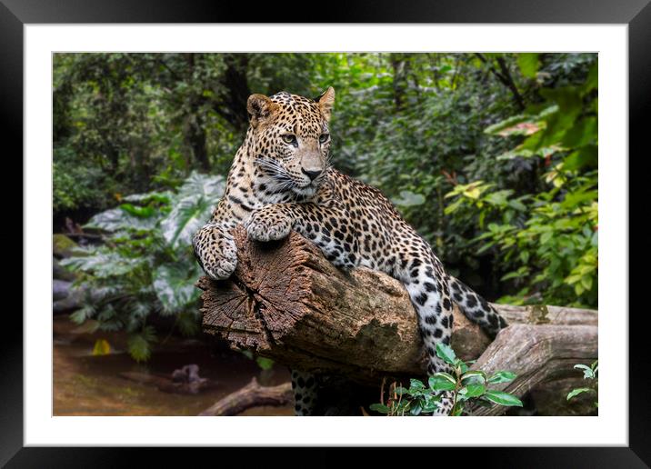 Leopard in the Jungle Framed Mounted Print by Arterra 