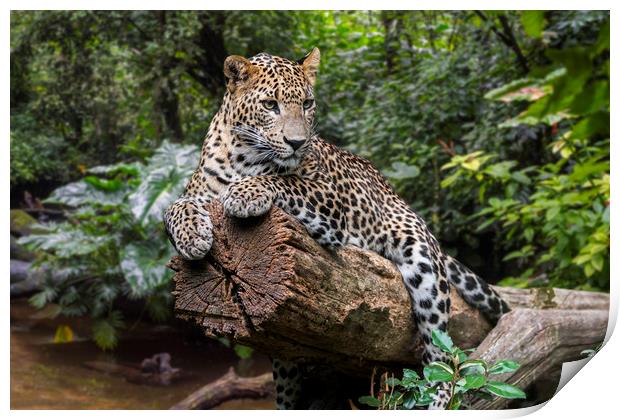 Leopard in the Jungle Print by Arterra 
