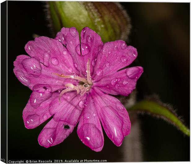 Red Campion  Canvas Print by Brian Roscorla