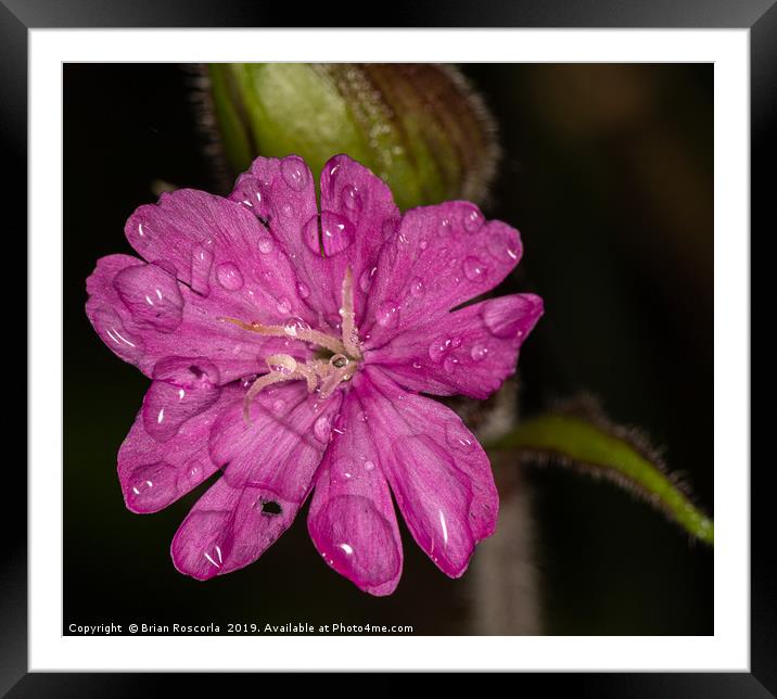 Red Campion  Framed Mounted Print by Brian Roscorla