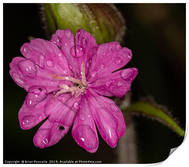 Red Campion  Print by Brian Roscorla