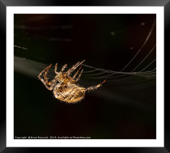 Garden Spider Framed Mounted Print by Brian Roscorla