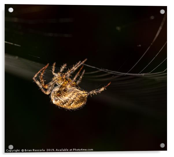 Garden Spider Acrylic by Brian Roscorla