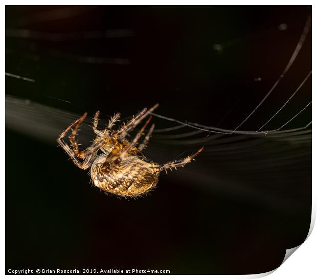 Garden Spider Print by Brian Roscorla
