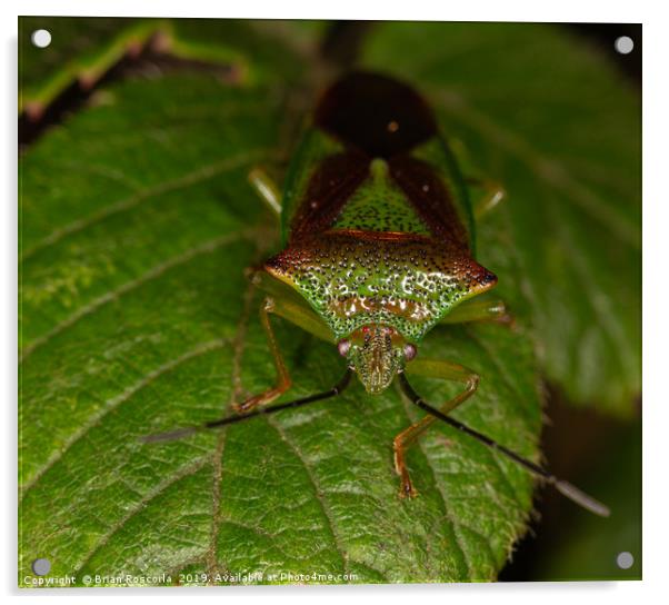 Hawthorn Shield bug Acrylic by Brian Roscorla