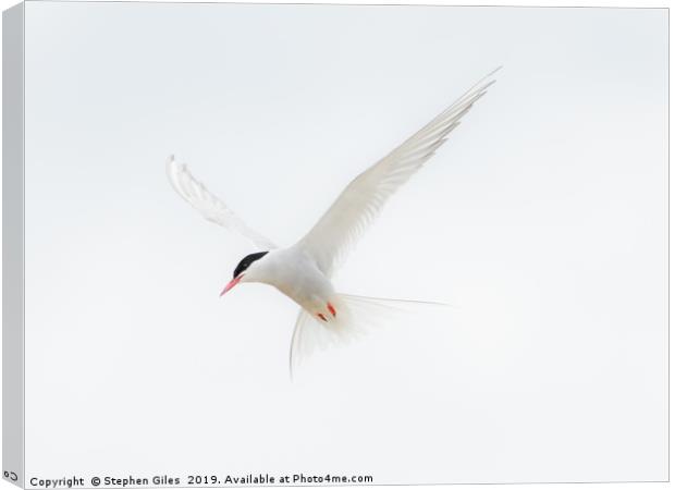 High key Arctic Tern Canvas Print by Stephen Giles