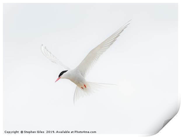 High key Arctic Tern Print by Stephen Giles