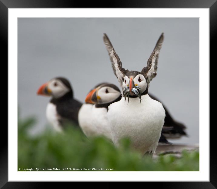 Big ears puffin Framed Mounted Print by Stephen Giles