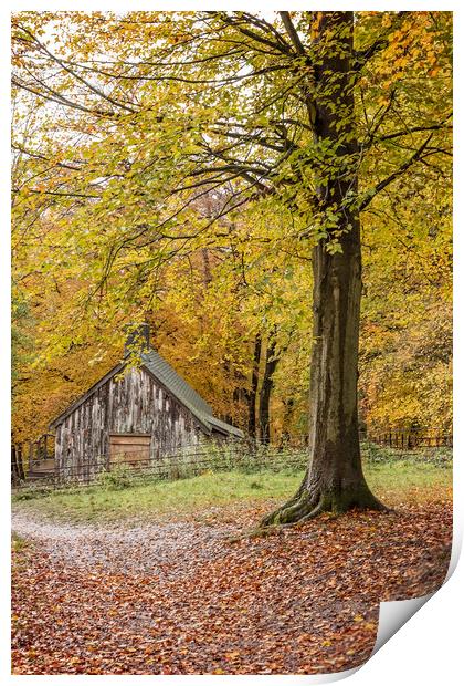 Ashridge in Autumn Print by Graham Custance