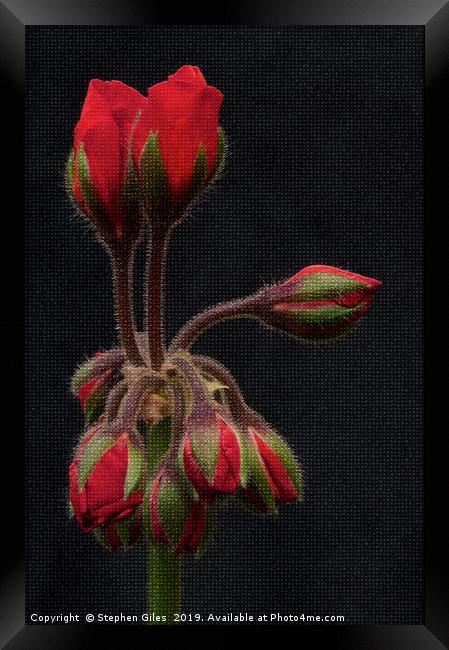 Rose buds Framed Print by Stephen Giles