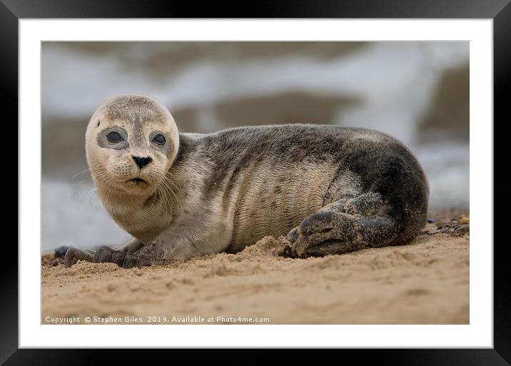 Young seal pup Framed Mounted Print by Stephen Giles