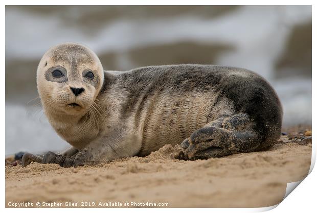 Young seal pup Print by Stephen Giles