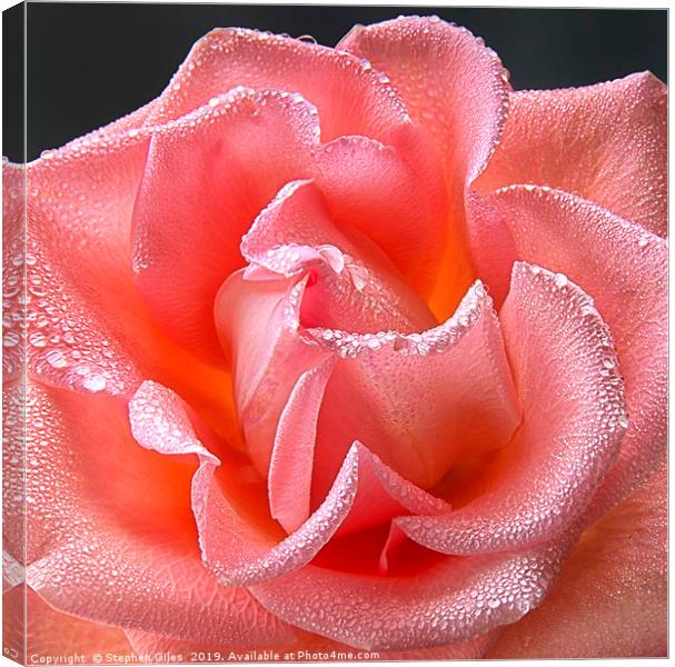 Pink rose with water droplets Canvas Print by Stephen Giles