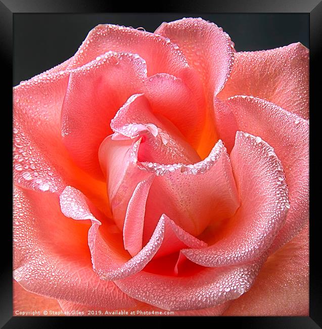 Pink rose with water droplets Framed Print by Stephen Giles