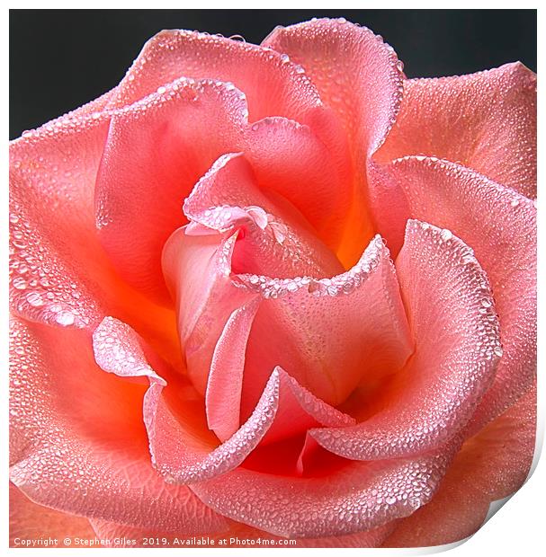 Pink rose with water droplets Print by Stephen Giles
