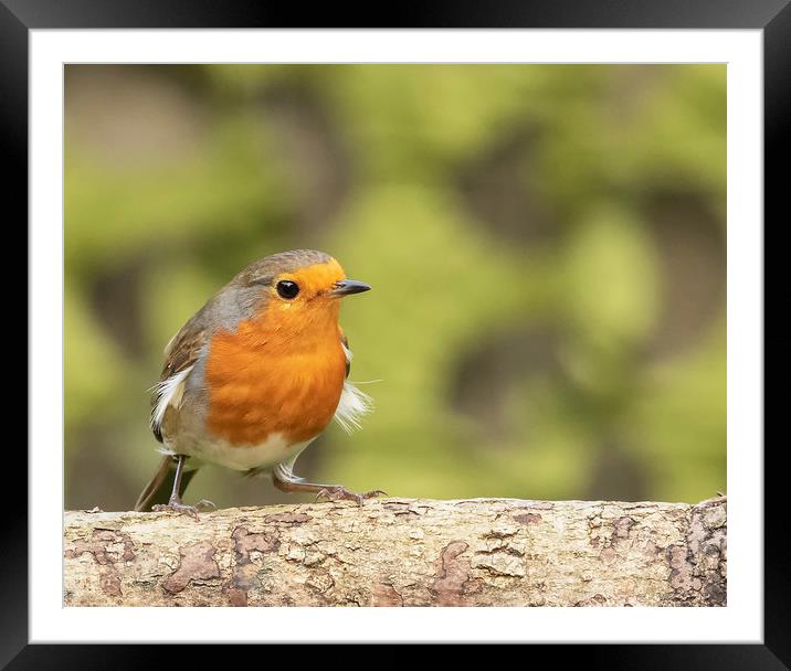 Robin Red Breast Framed Mounted Print by Jonathan Thirkell