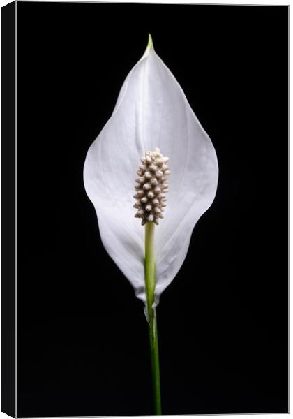 Japanese Peace Lily Canvas Print by Mike C.S.