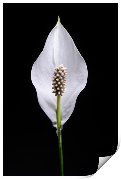 Japanese Peace Lily Print by Mike C.S.