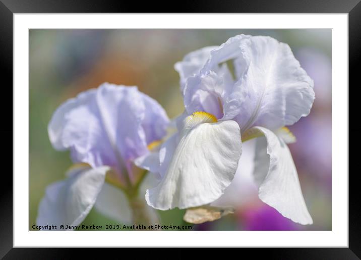 Tall Bearded Iris  'Blue Angel Wings'  Framed Mounted Print by Jenny Rainbow