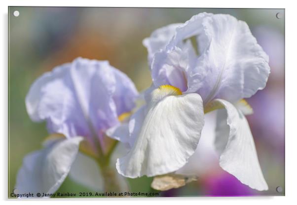 Tall Bearded Iris  'Blue Angel Wings'  Acrylic by Jenny Rainbow