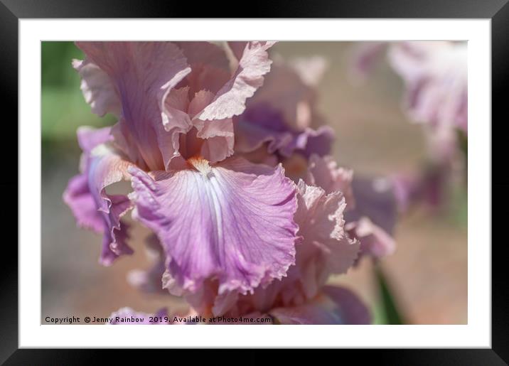 Tall Bearded Iris 'Pond Lily' Framed Mounted Print by Jenny Rainbow