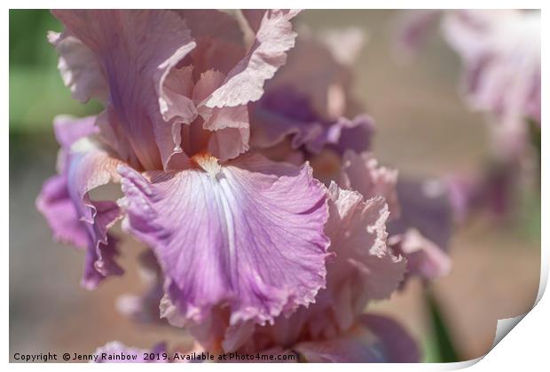 Tall Bearded Iris 'Pond Lily' Print by Jenny Rainbow