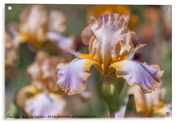 Tall bearded Iris 'Decory Win' Acrylic by Jenny Rainbow