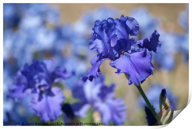 Tall Bearded Iris 'Kathleen Kay Nelson' Print by Jenny Rainbow