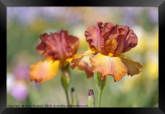 Tall Bearded Iris "Dancing Rill"  Framed Print by Jenny Rainbow