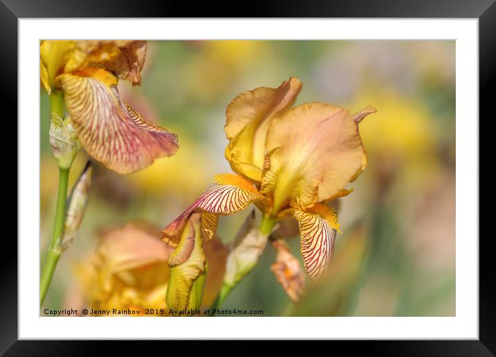 Tall Bearded Iris 'Clara Moyes' Framed Mounted Print by Jenny Rainbow