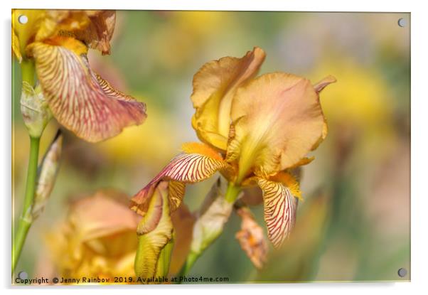 Tall Bearded Iris 'Clara Moyes' Acrylic by Jenny Rainbow