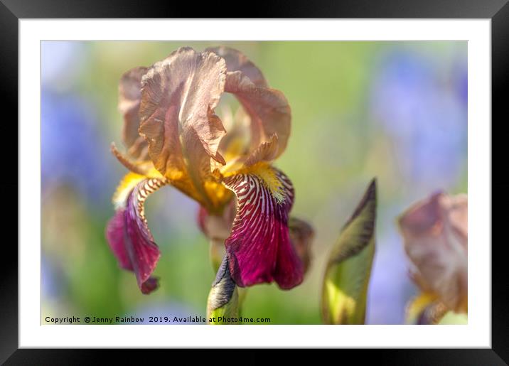 Tall Bearded Iris 'Prosper Laugier'  Framed Mounted Print by Jenny Rainbow