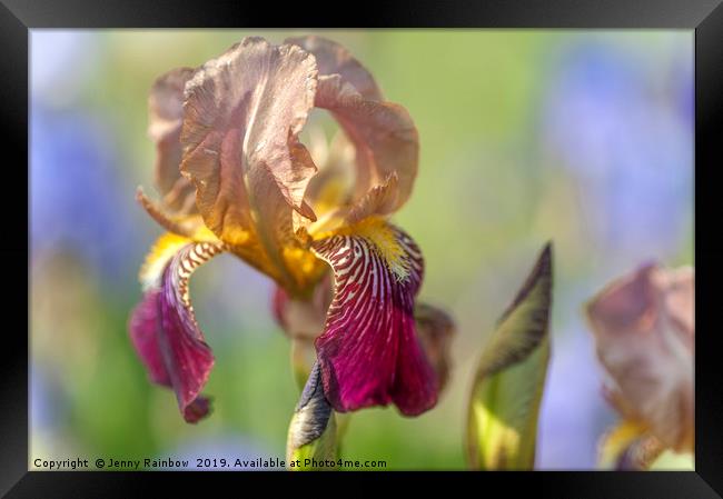Tall Bearded Iris 'Prosper Laugier'  Framed Print by Jenny Rainbow