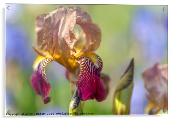 Tall Bearded Iris 'Prosper Laugier'  Acrylic by Jenny Rainbow