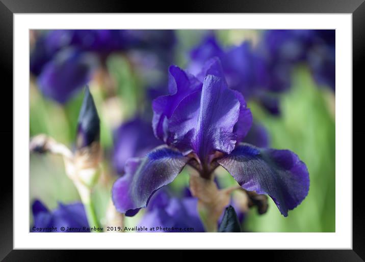 Tall Bearded Iris 'Black Forest' Framed Mounted Print by Jenny Rainbow