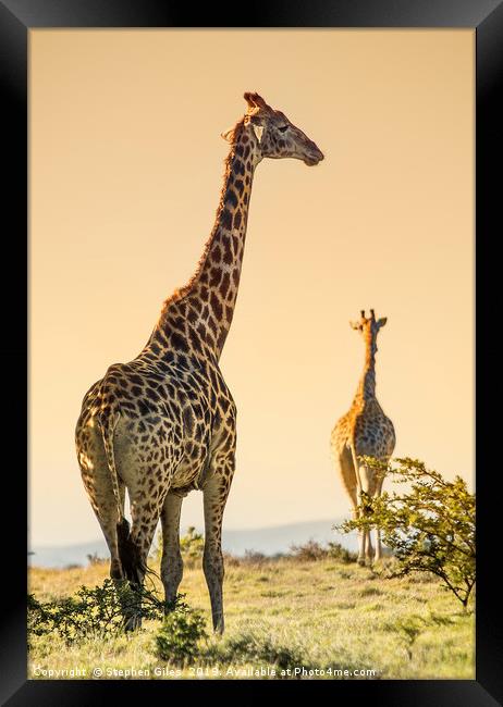 Giraffes on the move Framed Print by Stephen Giles