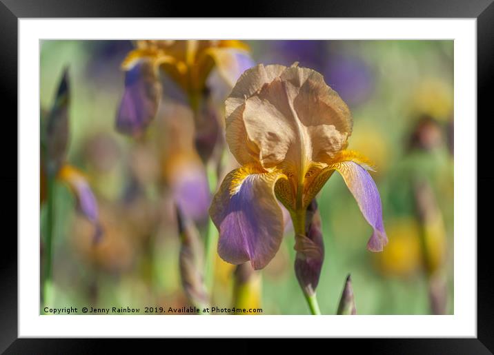 Tall Bearded Iris 'Evolution' Framed Mounted Print by Jenny Rainbow