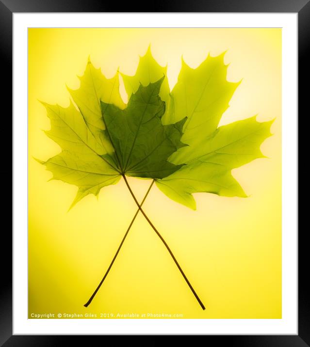Two leaves Framed Mounted Print by Stephen Giles