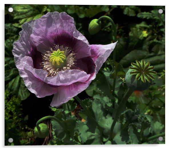 Closeup of Purple Poppy  Acrylic by Janet Mann