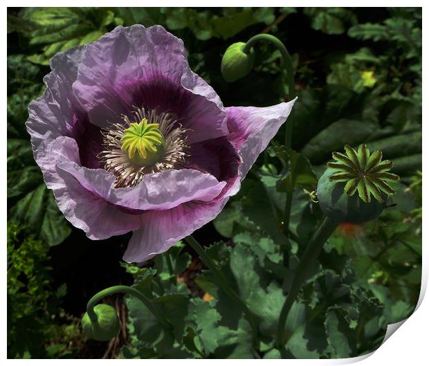 Closeup of Purple Poppy  Print by Janet Mann