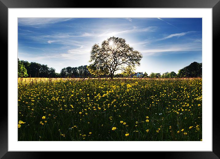 Buttercup meadow Framed Mounted Print by Tony Bates