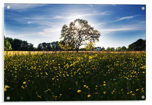 Buttercup meadow Acrylic by Tony Bates