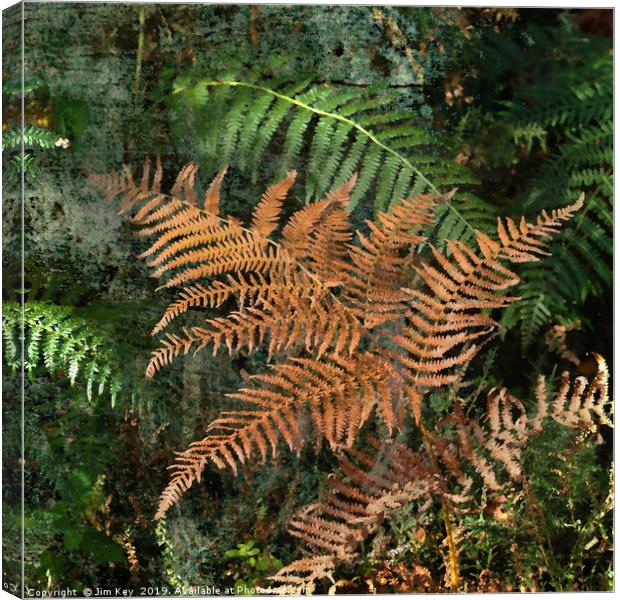 Ferns in the Woods Canvas Print by Jim Key