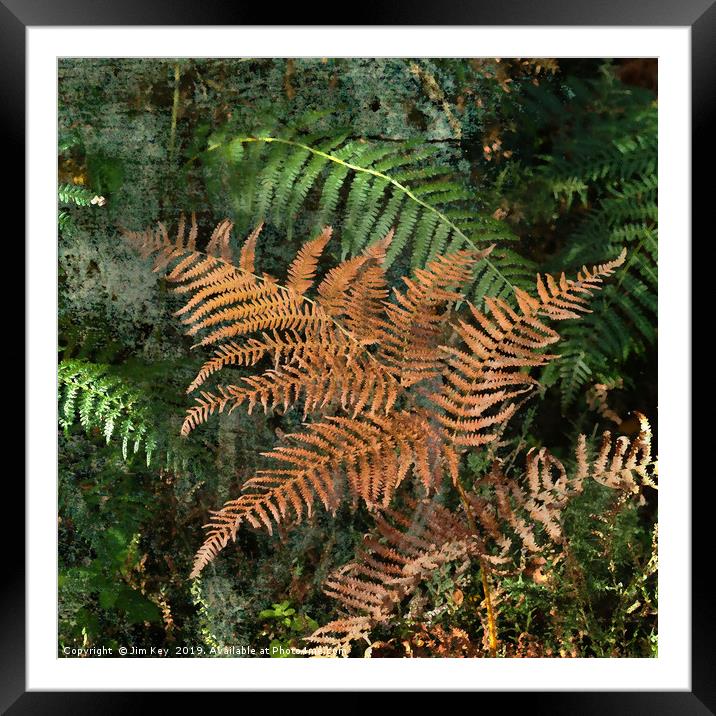 Ferns in the Woods Framed Mounted Print by Jim Key