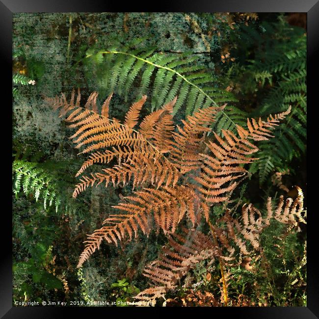 Ferns in the Woods Framed Print by Jim Key