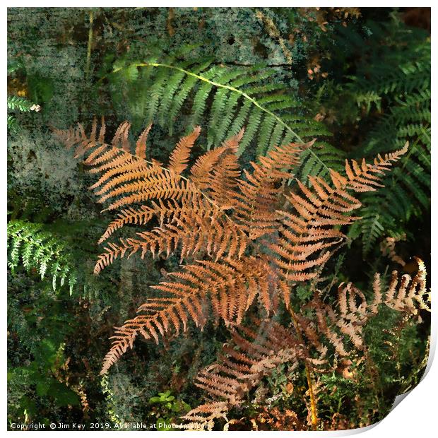 Ferns in the Woods Print by Jim Key