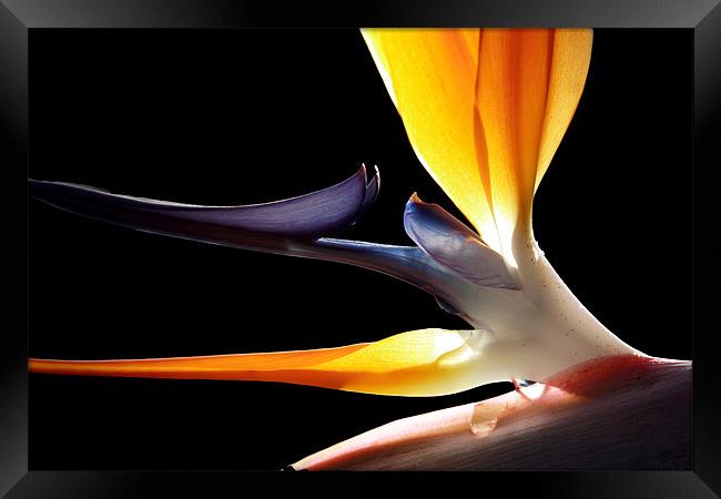 bird of paradise flower Framed Print by Tony Bates