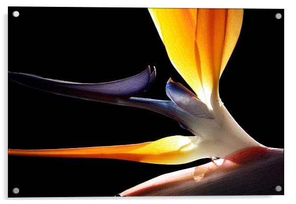 bird of paradise flower Acrylic by Tony Bates