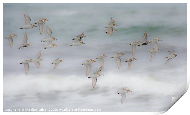 Flock of sandpipers Print by Stephen Giles
